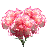 Bi-Color Carnations – Fresh Flower Bouquets