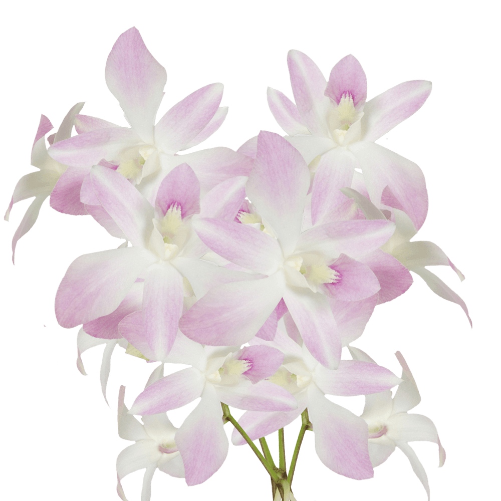 White and Pink Miss Teen Orchids Bunches – Fresh Cut Flowers