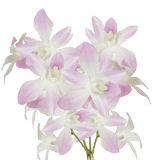 White and Pink Miss Teen Orchids Bunches – Fresh Cut Flowers