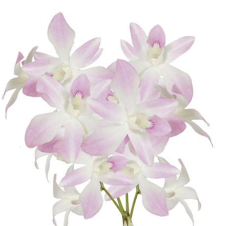 White and Pink Miss Teen Orchids Bunches – Fresh Cut Flowers