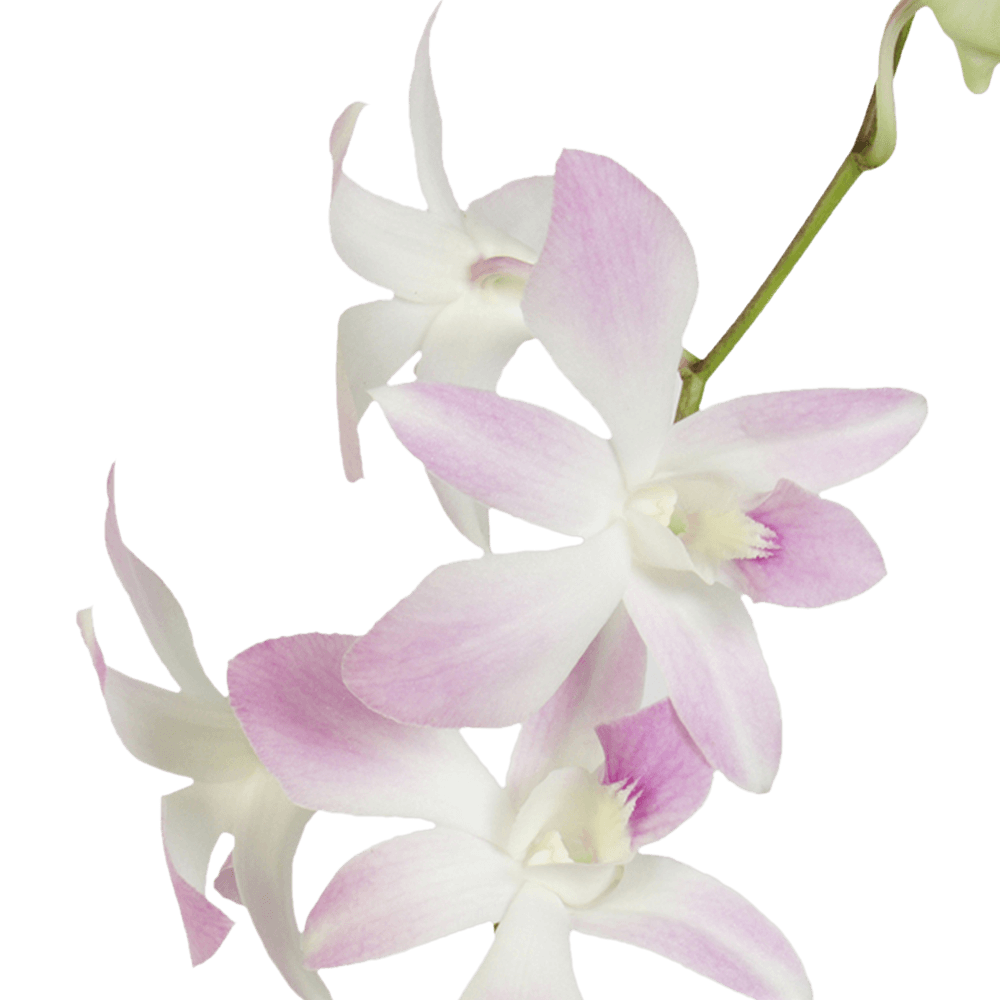 White and Pink Miss Teen Orchids Bunches – Fresh Cut Flowers