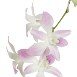 White and Pink Miss Teen Orchids Bunches – Fresh Cut Flowers