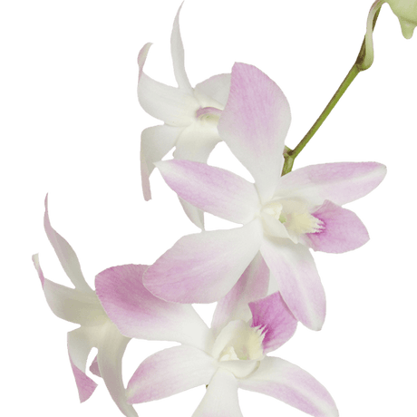 White and Pink Miss Teen Orchids Bunches – Fresh Cut Flowers