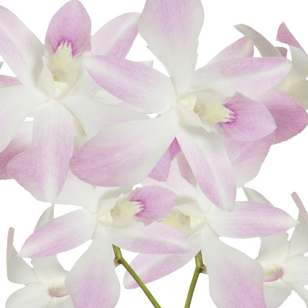 White and Pink Miss Teen Orchids Bunches – Fresh Cut Flowers