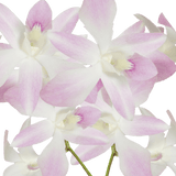 White and Pink Miss Teen Orchids Bunches – Fresh Cut Flowers