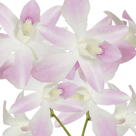 White and Pink Miss Teen Orchids Bunches – Fresh Cut Flowers