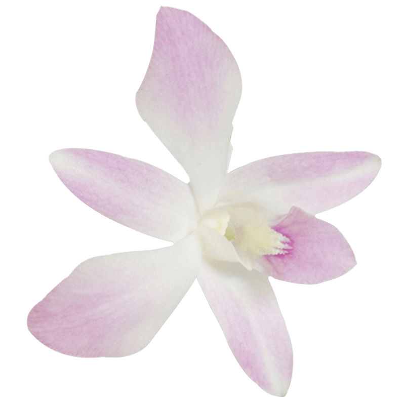 White and Pink Miss Teen Orchids Bunches – Fresh Cut Flowers