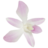 White and Pink Miss Teen Orchids Bunches – Fresh Cut Flowers