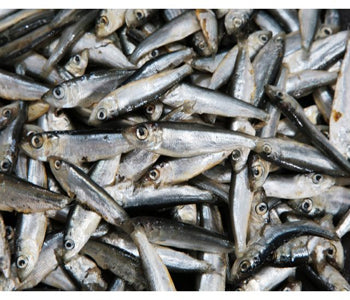 Whitebait Fish (Keski) 100gm