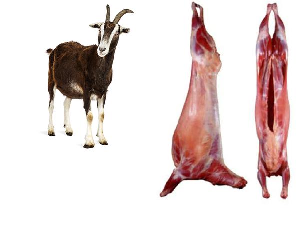 REGULAR WHOLE GOAT Full 50lb