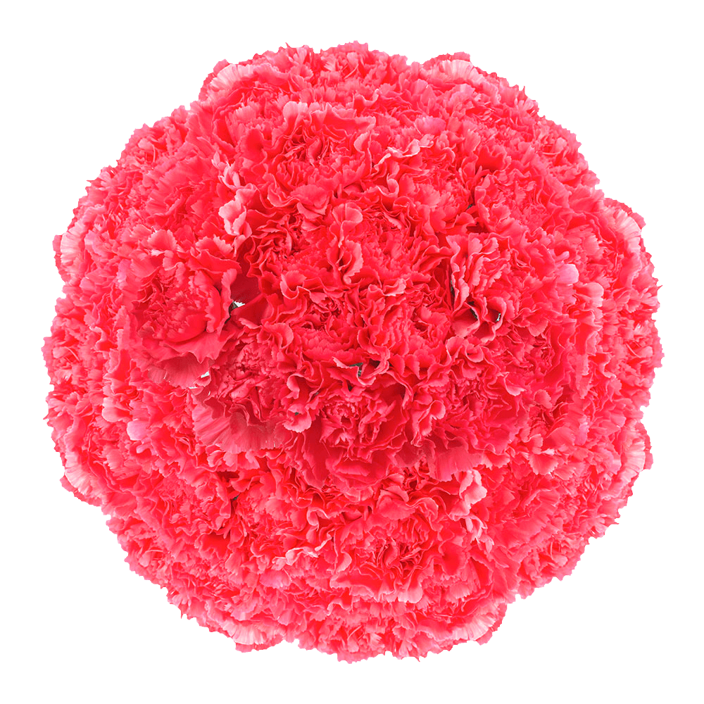 Hot Pink Carnations Bunches – Fresh Flower Bouquets