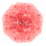 Pink Carnations Bunches – Fresh Flower Bouquets