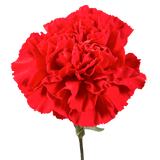 Red Carnation Stems Fresh Flower Bouquets