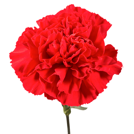 Red Carnation Stems Fresh Flower Bouquets