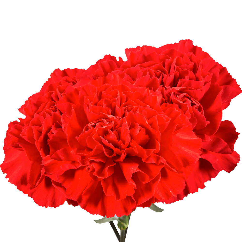 Red Carnation Stems Fresh Flower Bouquets