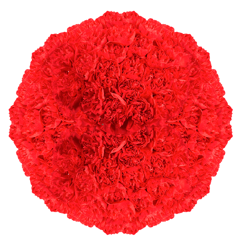 Red Carnation Stems Fresh Flower Bouquets