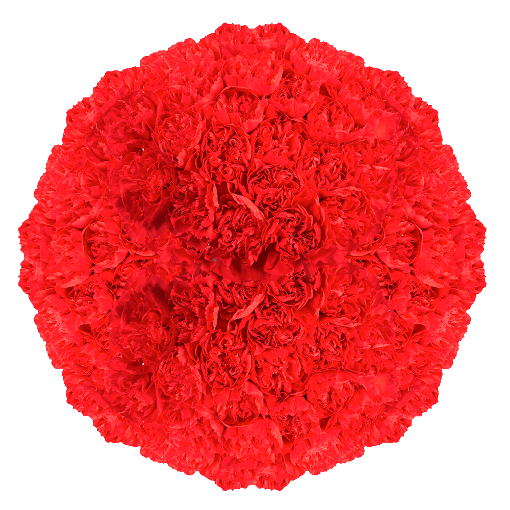 Red Carnation Stems Fresh Flower Bouquets