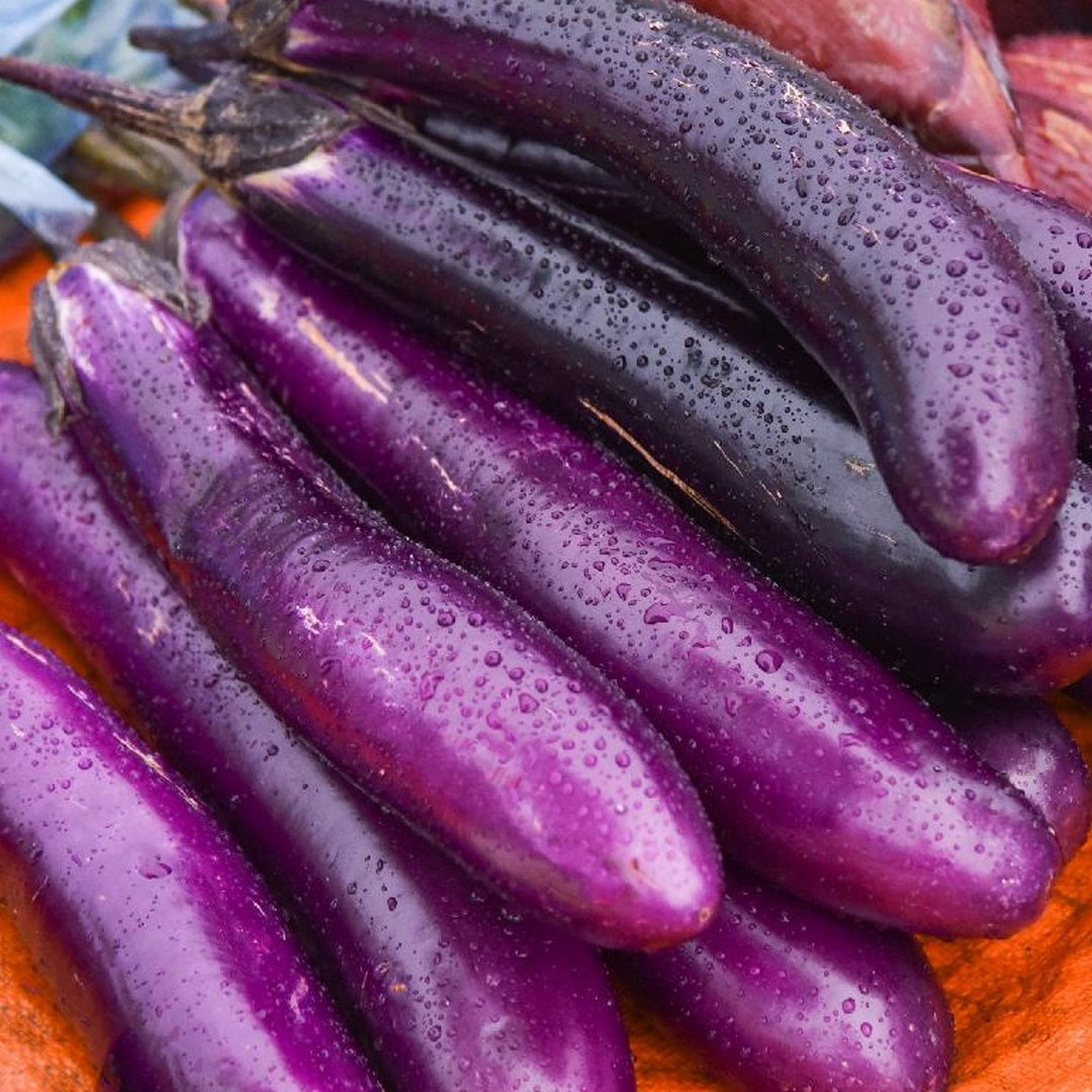Long Purple Eggplant Seeds Heirloom Organic High Yield Garden Variety