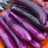 Long Purple Eggplant Seeds Heirloom Organic High Yield Garden Variety
