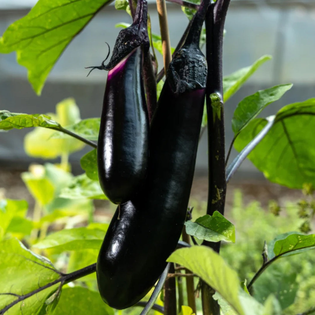 Millionaire Eggplant Seeds High Yield Japanese Eggplant Variety for Home Gardens