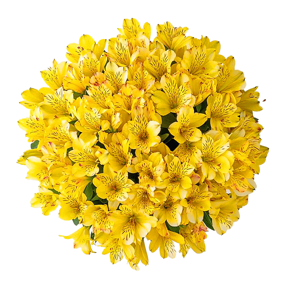Yellow Alstroemeria Stems Flower Bouquets