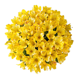 Yellow Alstroemeria Stems Flower Bouquets