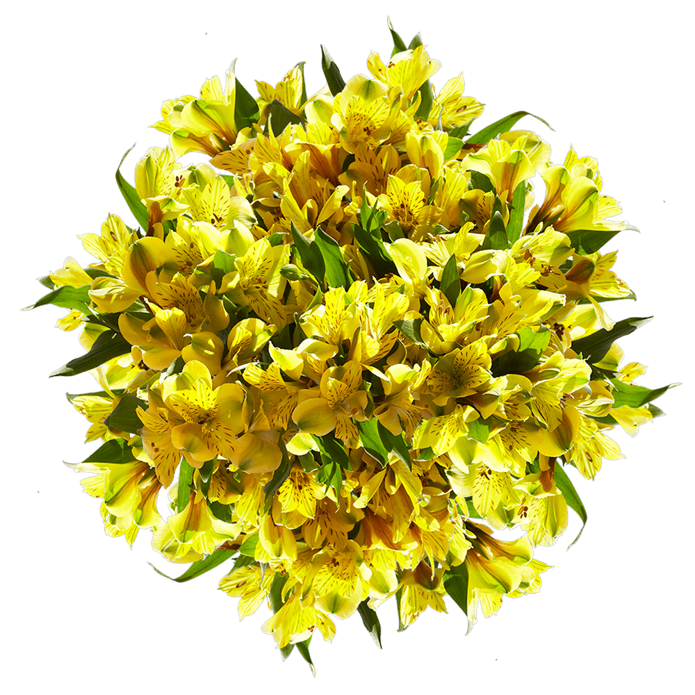 Yellow Alstroemeria Stems Flower Bouquets