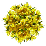 Yellow Alstroemeria Stems Flower Bouquets