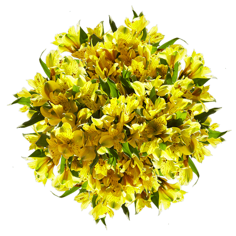 Yellow Alstroemeria Stems Flower Bouquets