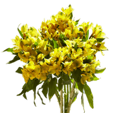 Yellow Alstroemeria Stems Flower Bouquets