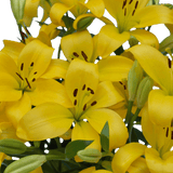 Yellow Asiatic Lilies Bright Fresh Bulk Floral Stems