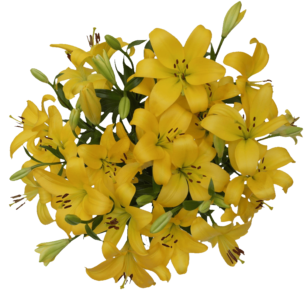Yellow Asiatic Lilies Bright Fresh Bulk Floral Stems