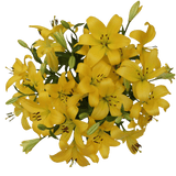 Yellow Asiatic Lilies Bright Fresh Bulk Floral Stems