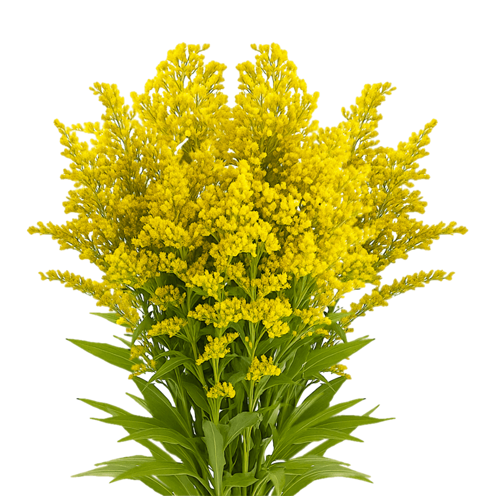 Aster Solidago Yellow Flowers Fresh Cut Wholesale Golden Rod Blooms