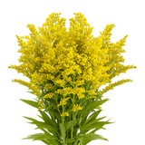 Aster Solidago Yellow Flowers Fresh Cut Wholesale Golden Rod Blooms