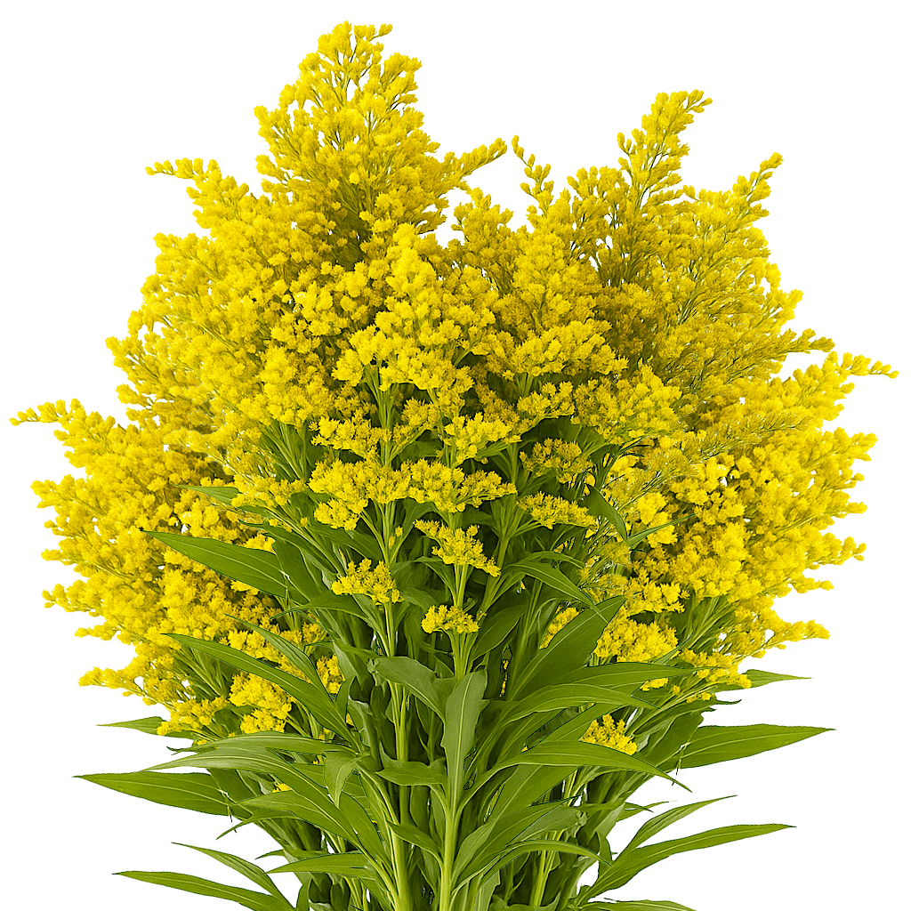 Aster Solidago Yellow Flowers Fresh Cut Wholesale Golden Rod Blooms