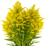 Aster Solidago Yellow Flowers Fresh Cut Wholesale Golden Rod Blooms