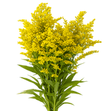 Aster Solidago Yellow Flowers Fresh Cut Wholesale Golden Rod Blooms