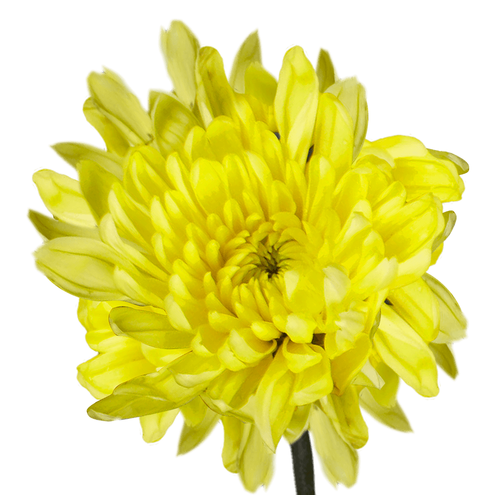 Yellow Cushion Pom Poms Stems – Fresh Cut Flowers