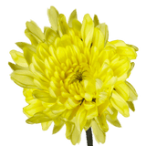 Yellow Cushion Pom Poms Stems – Fresh Cut Flowers