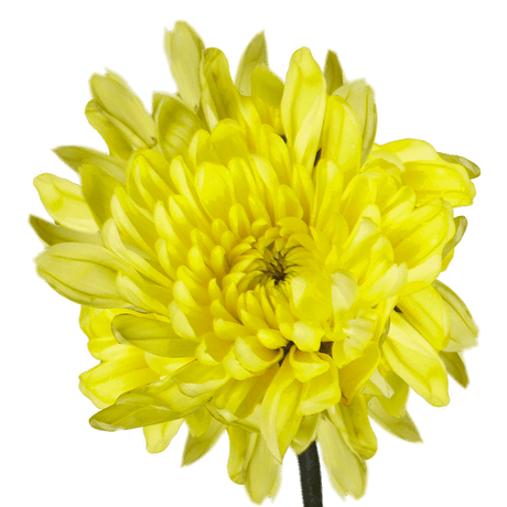 Yellow Cushion Pom Poms Stems – Fresh Cut Flowers