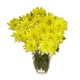 Yellow Cushion Pom Poms Stems – Fresh Cut Flowers