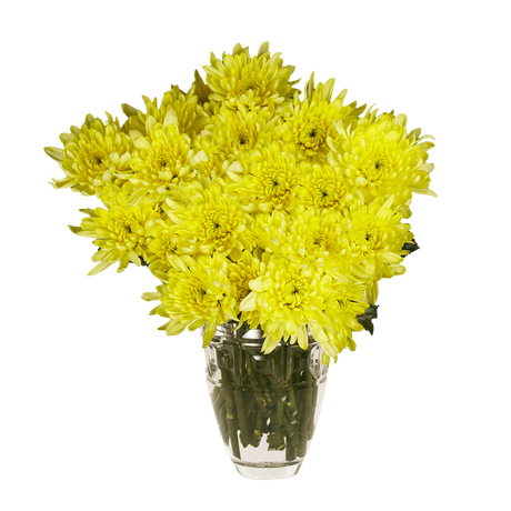 Yellow Cushion Pom Poms Stems – Fresh Cut Flowers