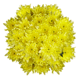 Yellow Cushion Pom Poms Stems – Fresh Cut Flowers