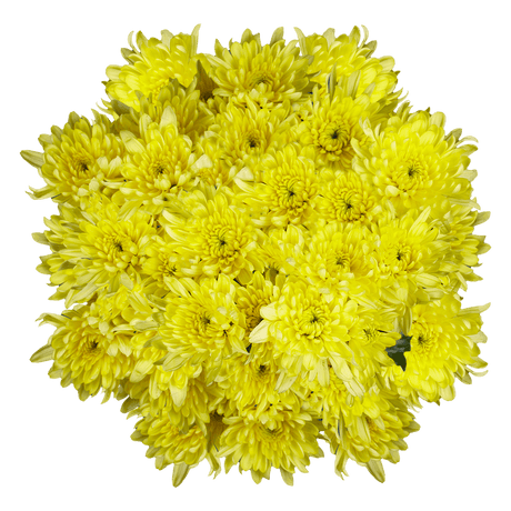 Yellow Cushion Pom Poms Stems – Fresh Cut Flowers