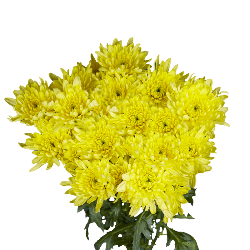 Yellow Cushion Pom Poms Stems – Fresh Cut Flowers