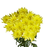Yellow Cushion Pom Poms Stems – Fresh Cut Flowers