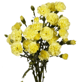 Yellow Spray Carnations Bunches – Fresh Cut Flowers