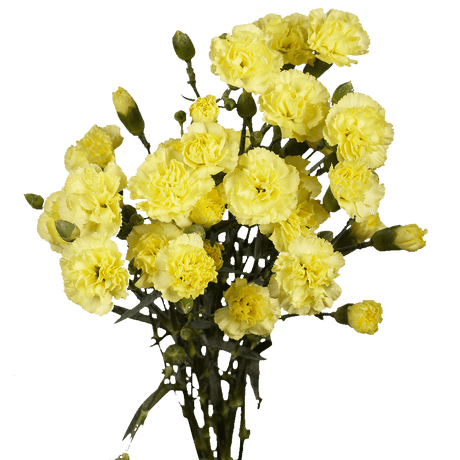 Yellow Spray Carnations Bunches – Fresh Cut Flowers