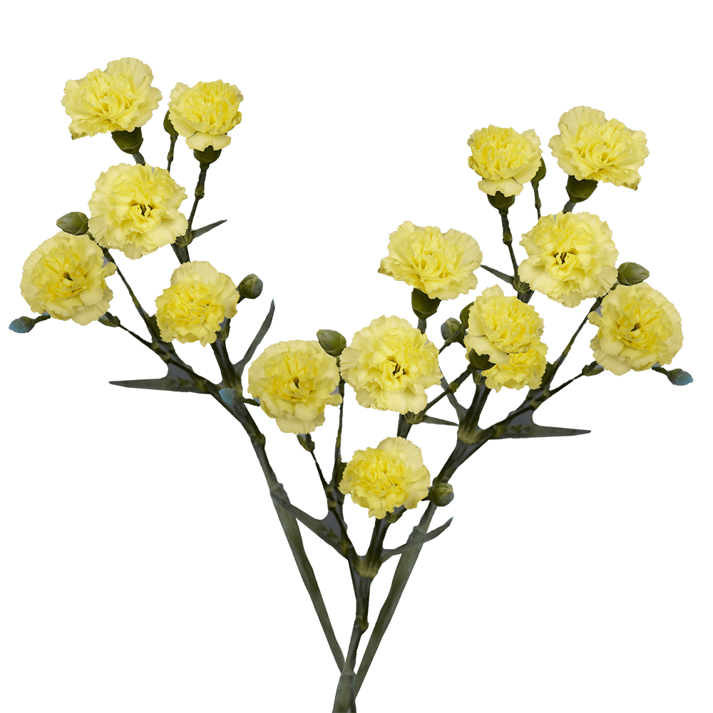 Yellow Spray Carnations Bunches – Fresh Cut Flowers